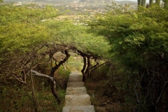 Pathway on Hooiberg Aruba